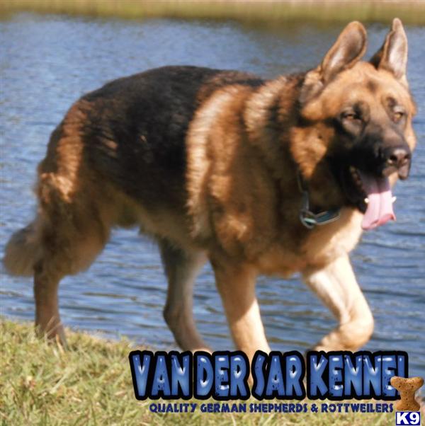 Stud Dogs - German Shepherd